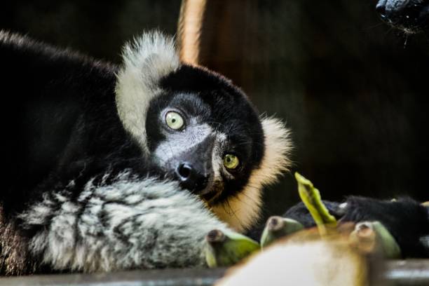 istock Monkey at a zoo in Thailand 1273688036