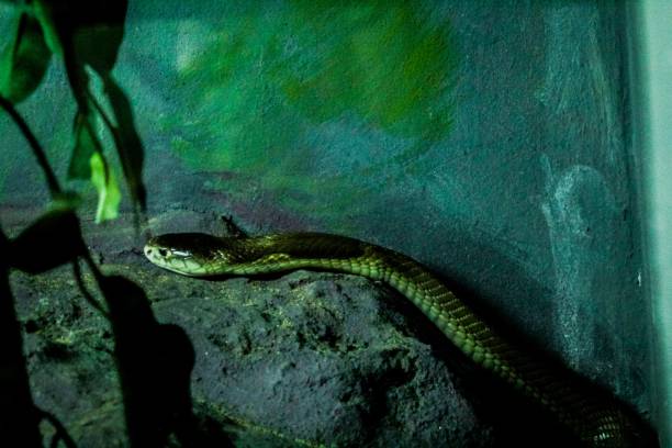 istock Snake at a zoo in Thailand 1273688082