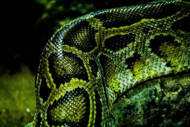 istock Snake at a zoo in Thailand 1273688111