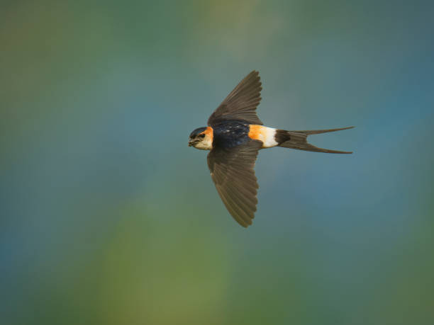 Red-rumped Swallow - Hirundo daurica small passerine bird in swallow family, breeds in open hilly country of southern Europe and Asia from Portugal and Spain to Japan, India, Sri Lanka and tropical Africa. Red-rumped Swallow - Hirundo daurica small passerine bird in swallow family, breeds in open hilly country of southern Europe and Asia from Portugal and Spain to Japan, India, Sri Lanka and tropical Africa. red rumped swallow stock pictures, royalty-free photos & images