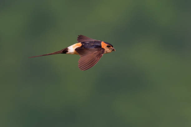 Red-rumped Swallow - Hirundo daurica small passerine bird in swallow family, breeds in open hilly country of southern Europe and Asia from Portugal and Spain to Japan, India, Sri Lanka and tropical Africa. Red-rumped Swallow - Hirundo daurica small passerine bird in swallow family, breeds in open hilly country of southern Europe and Asia from Portugal and Spain to Japan, India, Sri Lanka and tropical Africa. red rumped swallow stock pictures, royalty-free photos & images