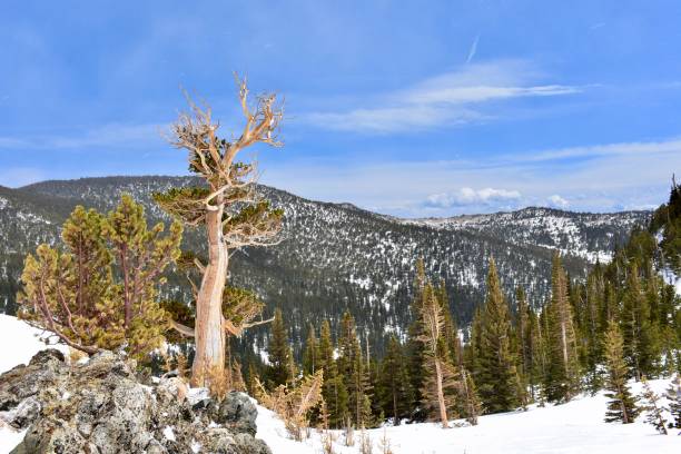 istock Bristlecone Pines and Spring Snow, Saint Mary's Glacier Hike 1273689123