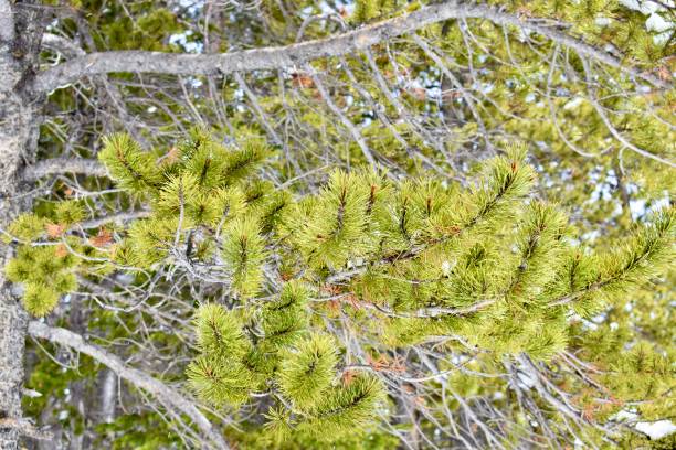 evergreen pine needles, saint mary's glacier hike - nevada pine tree bristlecone pine snow - fotografias e filmes do acervo