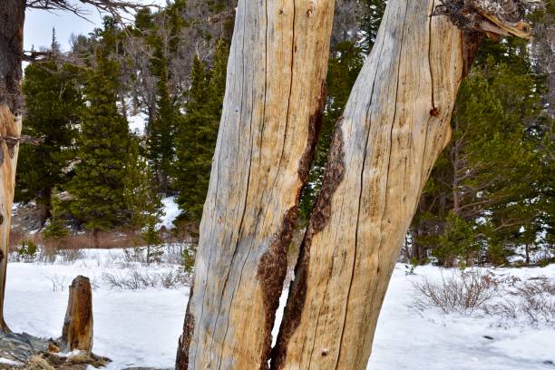 pinheiro split bristlecone, caminhada glaciar de santa maria - nevada pine tree bristlecone pine snow - fotografias e filmes do acervo