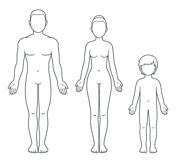 158 Blank Human Body Outline Cartoon Illustrations & Clip Art - iStock 158 Blank Human Body Outline Cartoon Illustrations & Clip Art - iStock