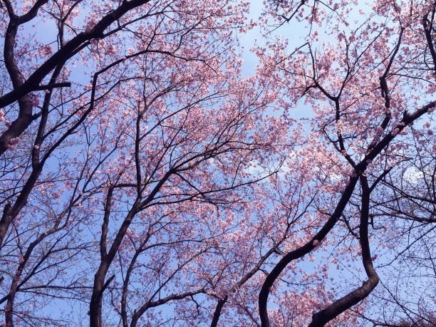 istock sakura cherry blossom blooming in Tokyo, Japan 1273692222