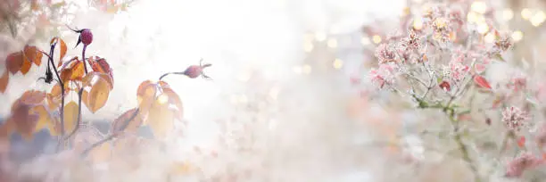 Photo of Rose hips and leaves in autumn frost