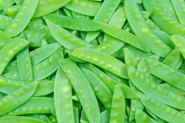 green snow pea pods background