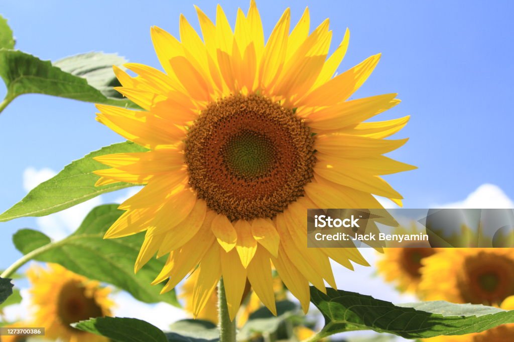 Sunflower Sunflower with blue sky Beauty In Nature Stock Photo