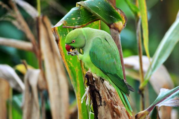 istock Rose ringed parakeet and maize farm field 1273700597