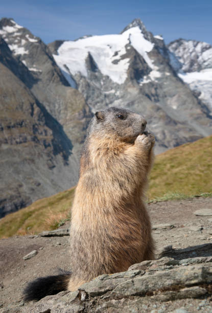 Groundhog, Murmeltier (Marmota Monax) with the famous Grossglockner in back Groundhog, Murmeltier (Marmota Monax) sitting in front of the famous Großglockner, the highest mountain in Austria. Nikon D850. Converted from RAW. franz josef glacier photos stock pictures, royalty-free photos & images