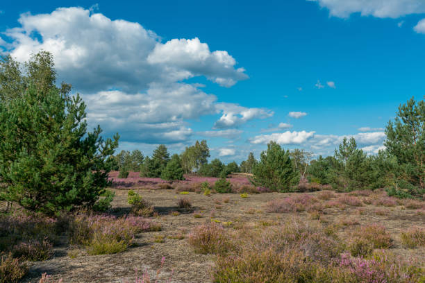 istock Blooming purple heather landscape in Germany 1273701483