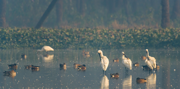 Taken on 20 Nov 2016 at Surajpur Bird Sanctuary, Dadri Main Rd, Surajpur, Greater Noida, Uttar Pradesh 201306,  50- 60 kms from  New Delhi Central