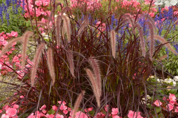 cenchrus setaceus grass in bloom