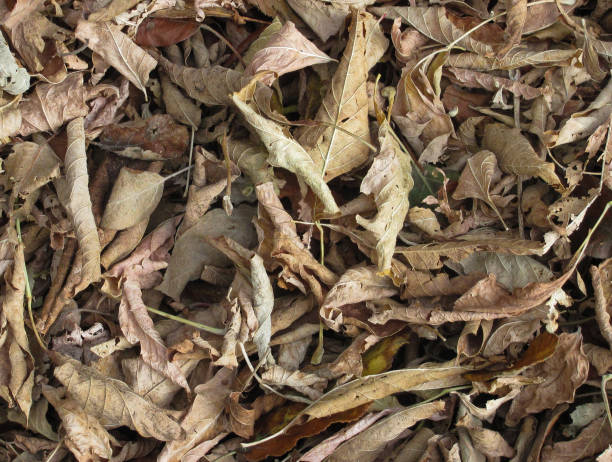 istock dry autumn fallen leaves completely cover the ground 1273704420