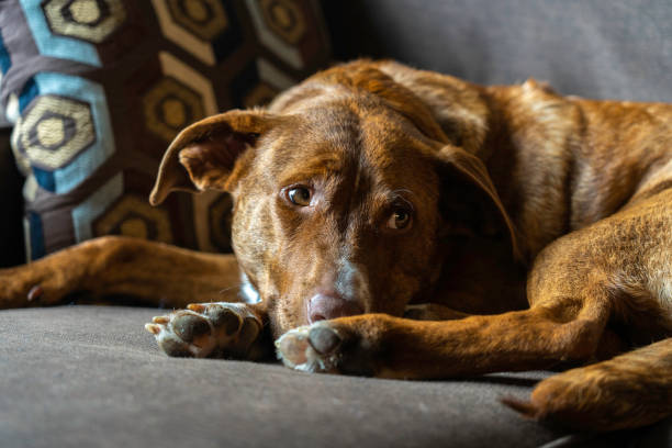 istock Ginger dog resting on a couch after walk 1273704556