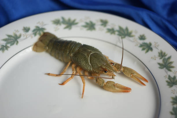 istock live crayfish. green crayfish on a plate 1273704616