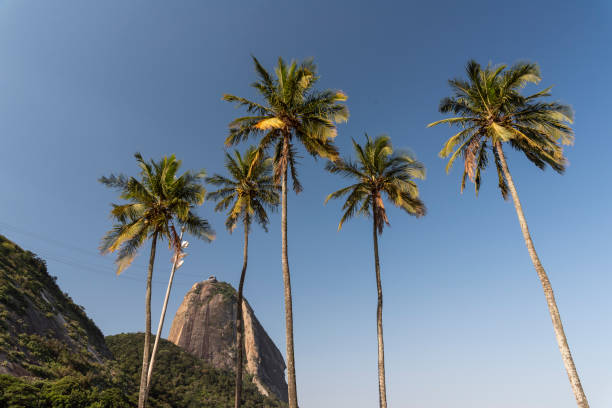 splendida vista su sugar loaf mountain e palme vicino all'oceano - urca rio de janeiro rainforest brazil foto e immagini stock