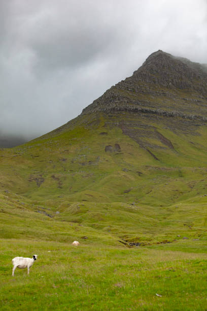 istock sheep on meadow, the faroe islands 1273705769
