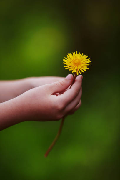 Close-up of childrens hands holding a yellow dandelion flower stock photo