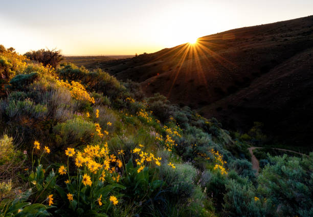 istock Sun setting in the foothills over Boise with wildflowers 1273707496