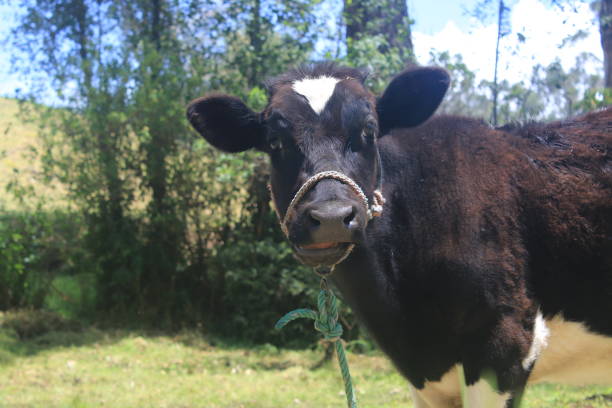 istock A young black cow with white spots looking in the camera 1273709219