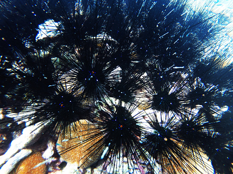 Black spined sea urchin, Diadema antillarum, characterized by the long spines