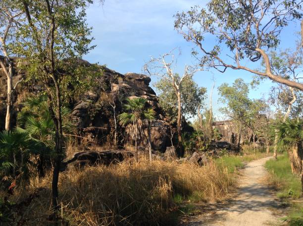 very dry landscape around darwin, australia that can catch fire quickly - kakadu imagens e fotografias de stock