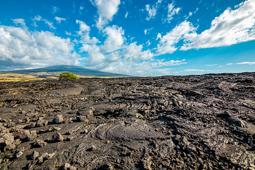 Lonely tree on a volcanic landscape. Amazing scenery. Haleakalā National Park. Maui. Hawaii.