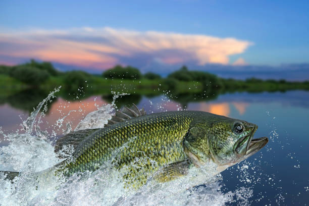 Bass fishing. Largemouth perch fish jumping with splashing in water Bass fishing. Largemouth perch fish jumping with splashing in water bass fish photos stock pictures, royalty-free photos & images