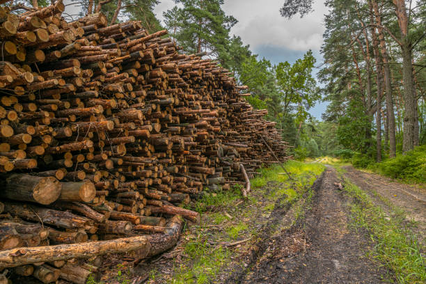 Deforestation concept. Stumps, logs and branches of tree after cutting down forest Deforestation concept. Stumps, logs and branches of tree after cutting down forest pine tree lumber industry forest deforestation stock pictures, royalty-free photos & images