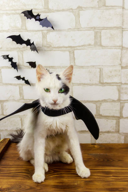 istock Beautiful cat wearing in Halloween bat costume 1273714187
