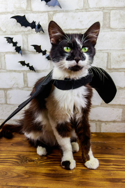 istock Beautiful cat wearing in Halloween bat costume 1273714188