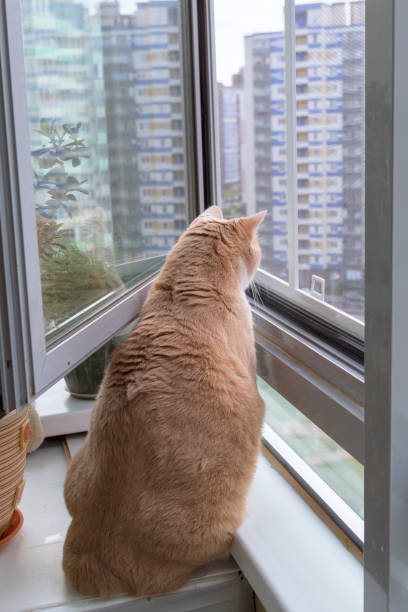 istock Fat red cat looks out the window 1273714765