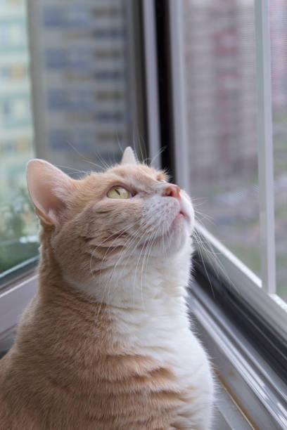 istock Red cat looks up at the birds 1273714775