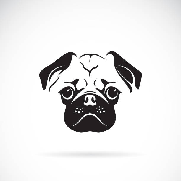 ilustrações, clipart, desenhos animados e ícones de vetor de cara de pug dog no fundo branco, animais de estimação. ilustração vetorial em camadas fácil de edição. - pug