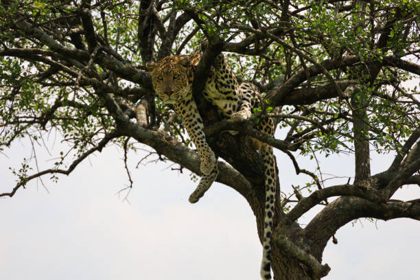 istock Leopard in tree in East Africa 1273715257