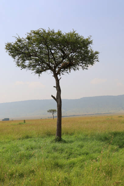 leopardo en el árbol en el este de africa - leopard kruger national park south africa africa fotografías e imágenes de stock