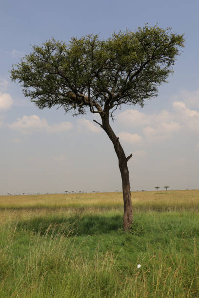 leopardo en el árbol en el este de africa - leopard kruger national park south africa africa fotografías e imágenes de stock