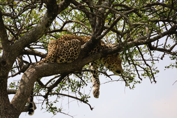 istock Leopard in tree in East Africa 1273715427