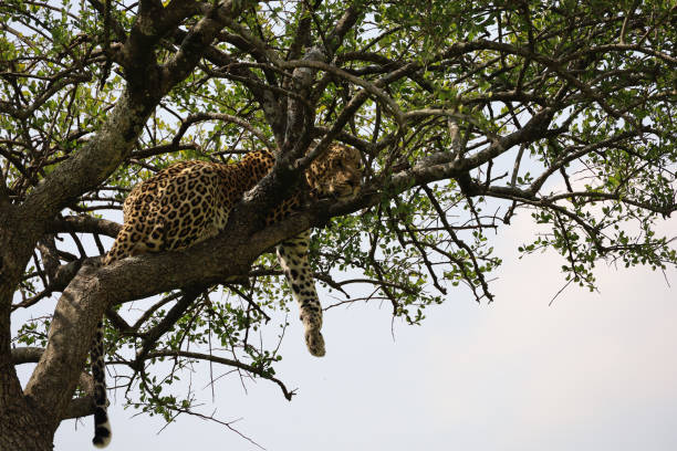 istock Leopard in tree in East Africa 1273715453