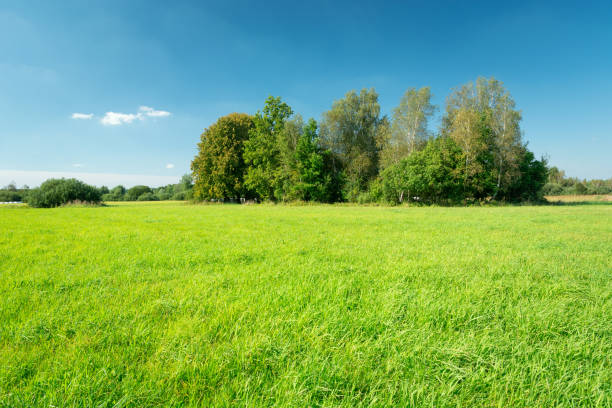 istock Green meadow, trees and blue sky 1273716716
