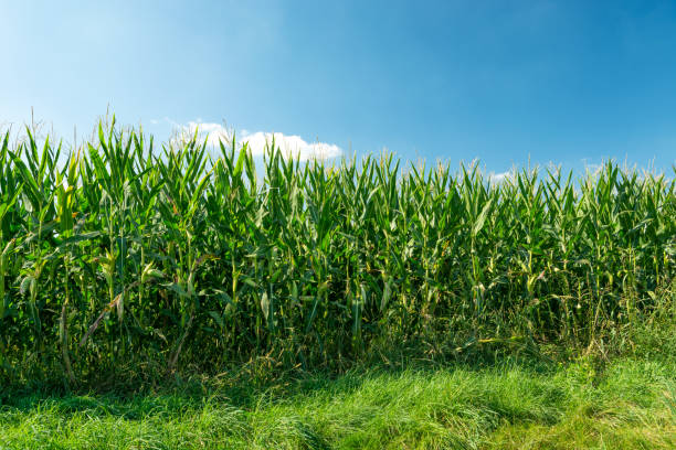 istock Green cornfield and blue sky, summer day 1273716718