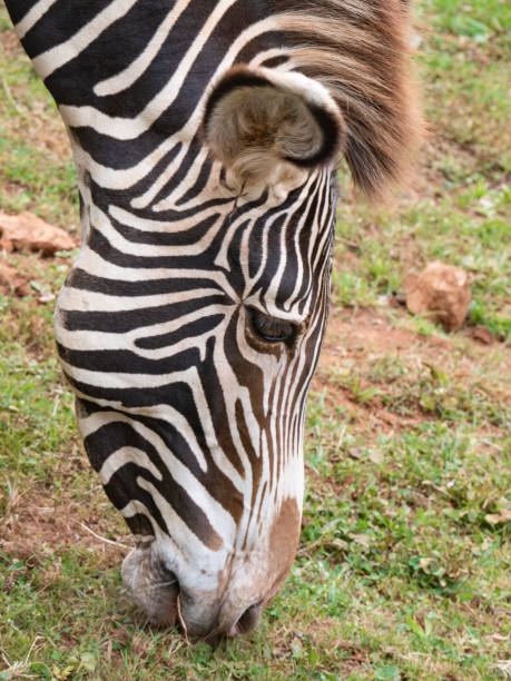 istock Portrait of a zebra grazing peacefully 1273718055