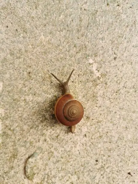 Photo of A snail crawling on the wall