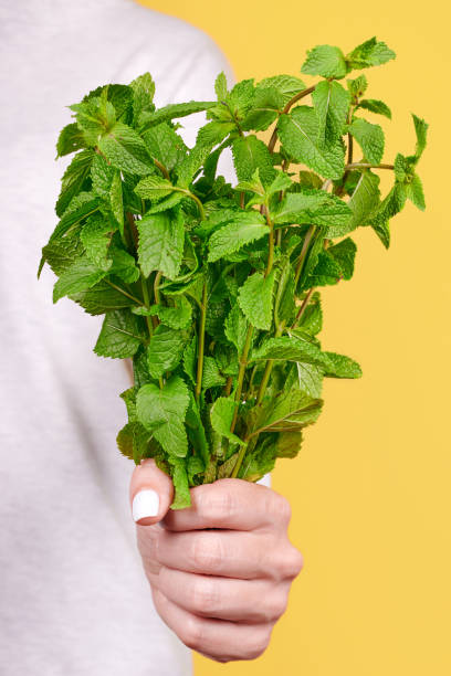 istock Fresh green mint leaves in hand, isolated on yellow background. 1273720447