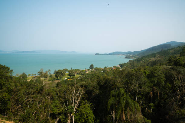 istock trees in the mountains with sea view 1273721020