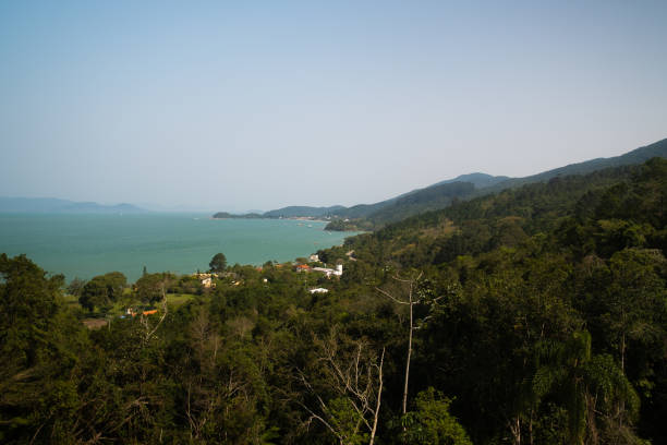 istock trees in the mountains with sea view 1273721544