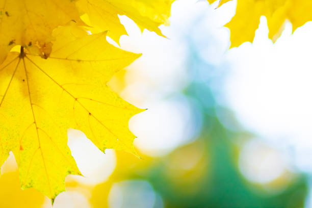 Maple leaves on a blurred background. Autumn background with yellow maple leaves