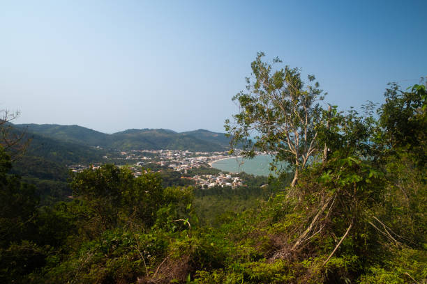 istock trees in the mountains with sea view 1273723450